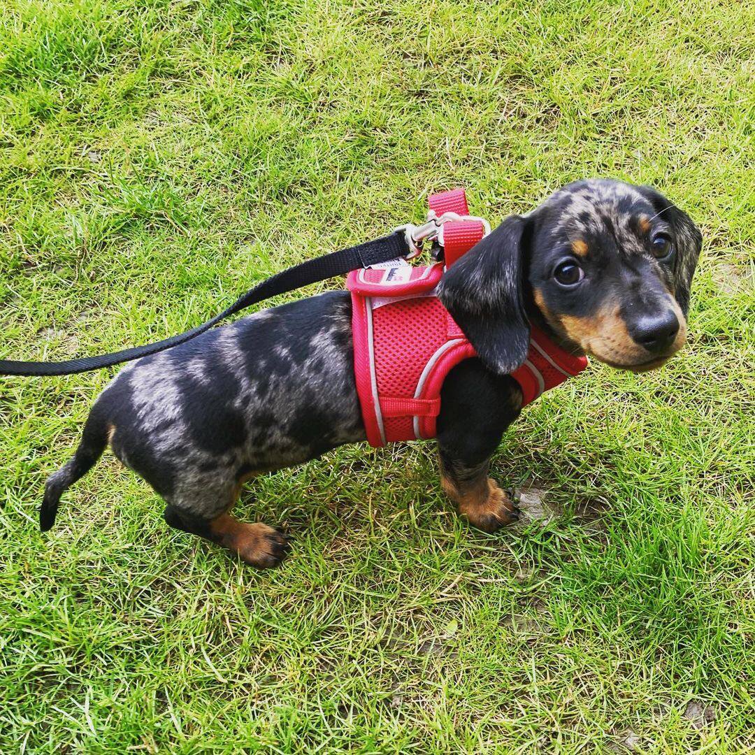 Bella the Dachshund