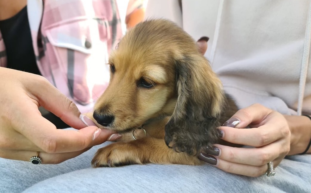 Charlie the Dachshund