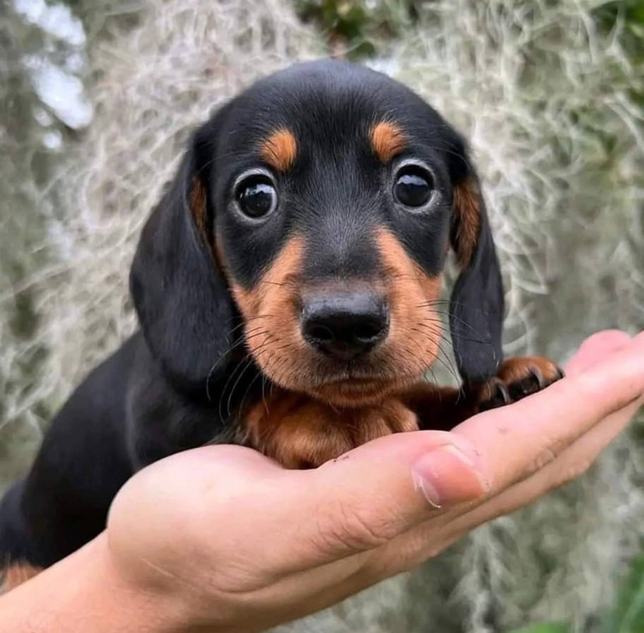 Max the Dachshund