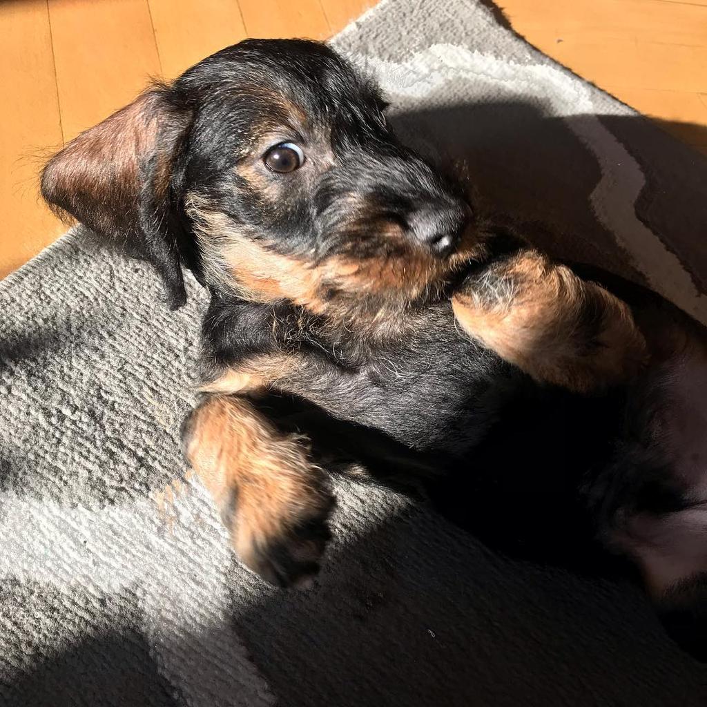 Oliver the Dachshund