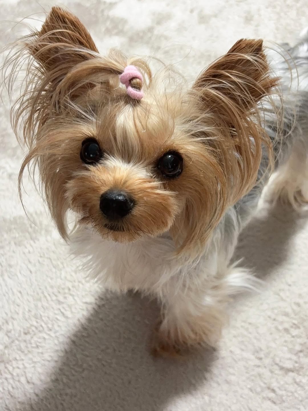Belvia the Yorkie (Female)