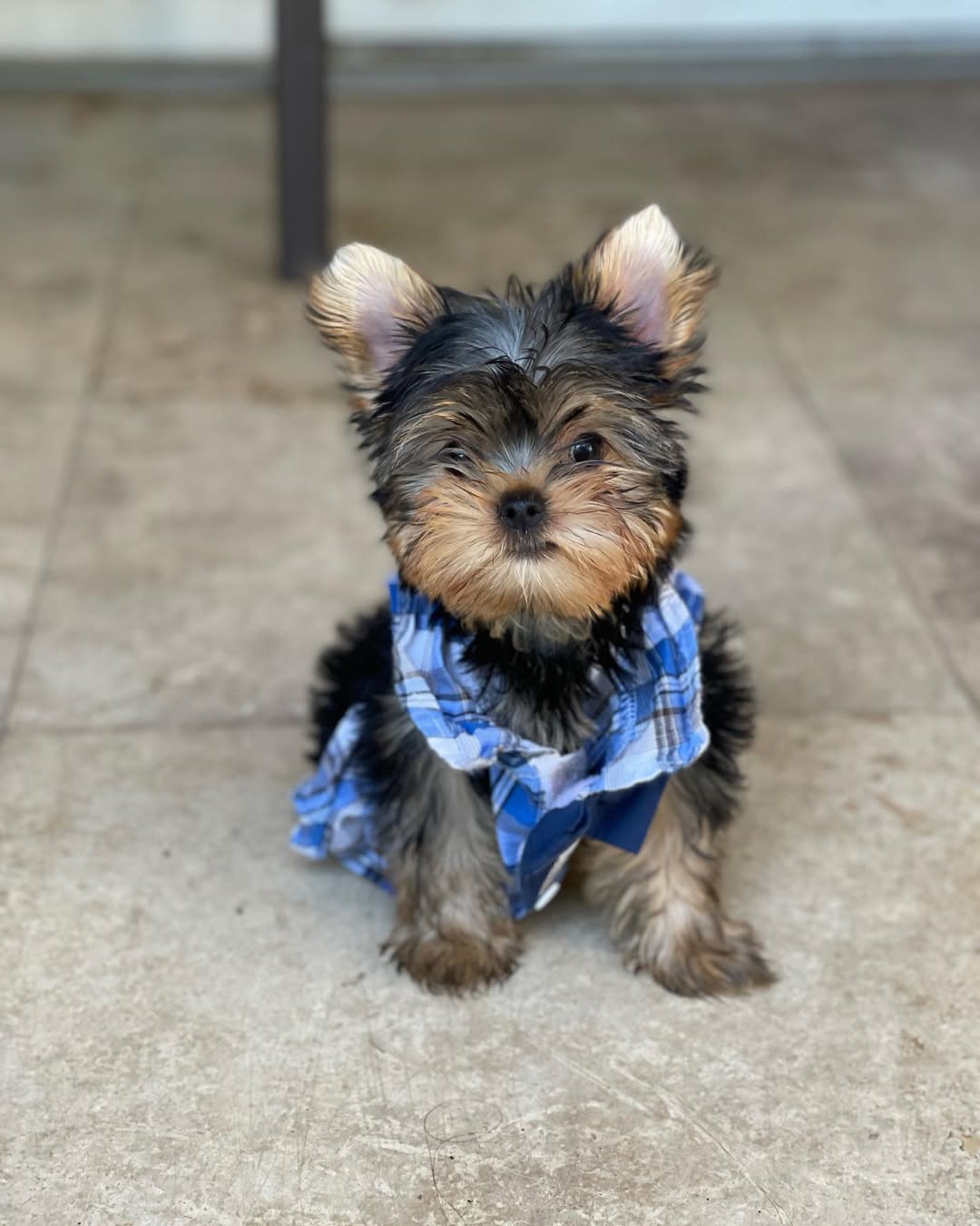 Goldie the Yorkie (Male)