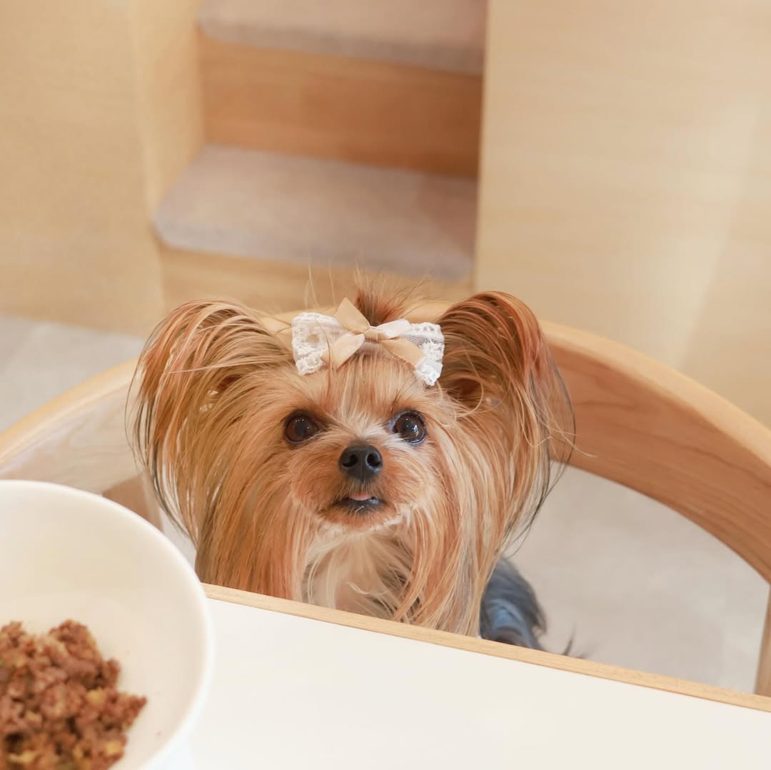 Silvia the Yorkie (Female)